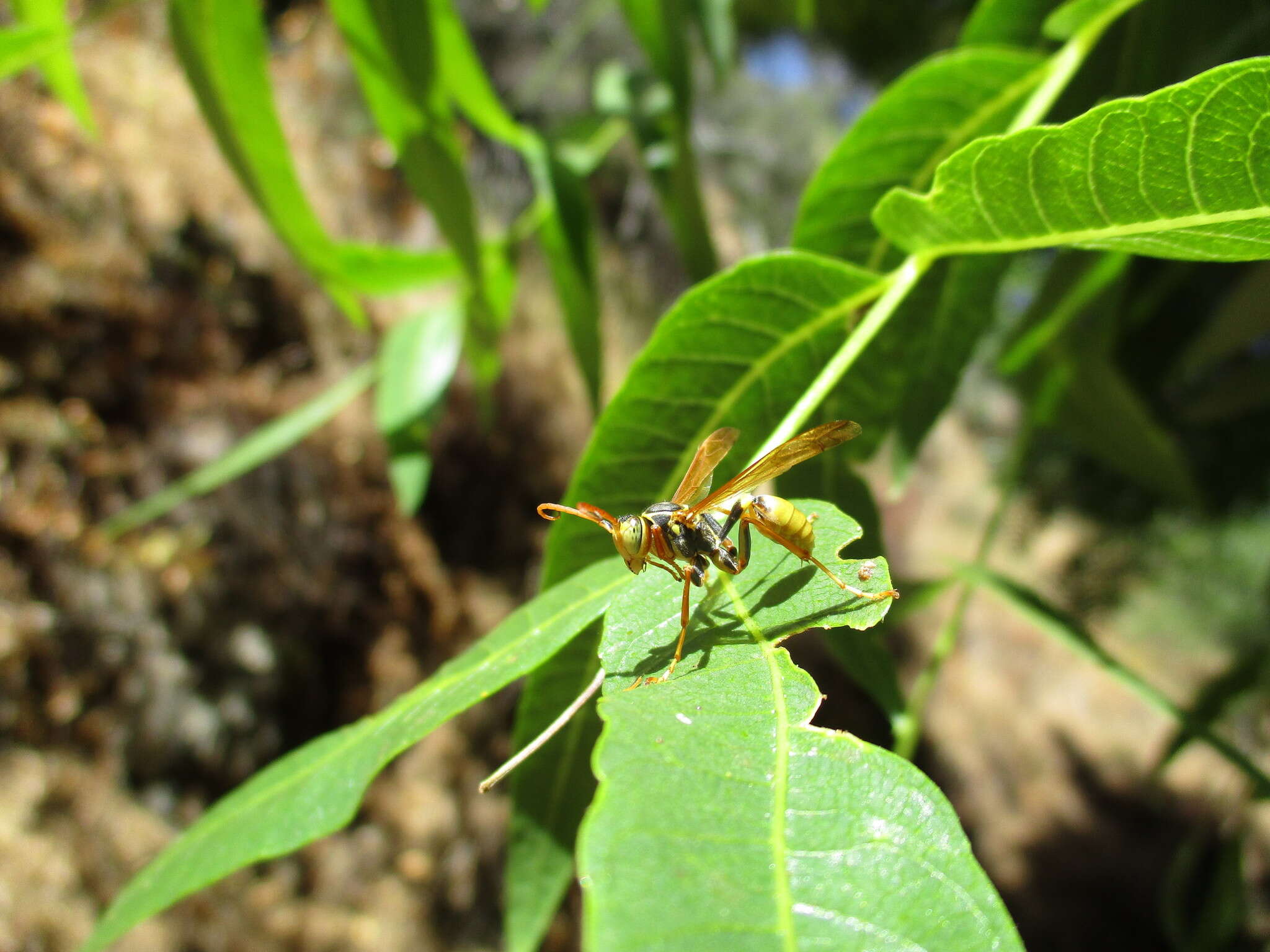 Image of Western Paper Wasp