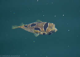 Image of Black-blotched porcupinefish