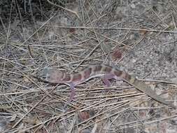 Image of Coleonyx variegatus sonoriensis Klauber 1945