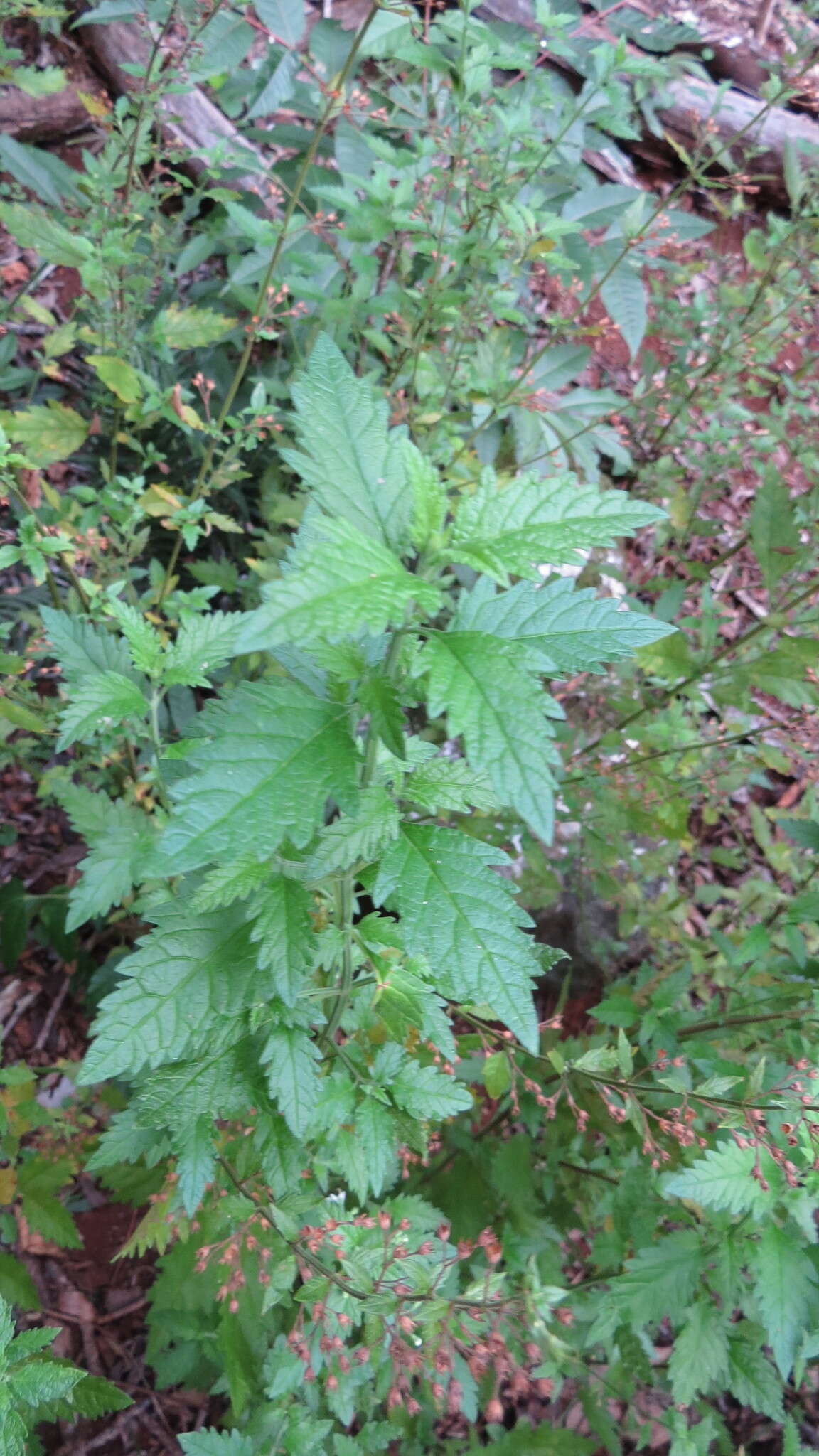 Image of Teucrium corymbosum R. Br.