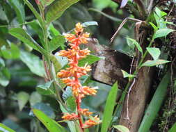 Image of Guzmania multiflora (André) André ex Mez