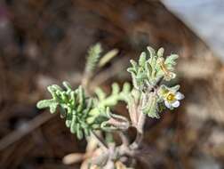 Image of sticky phacelia