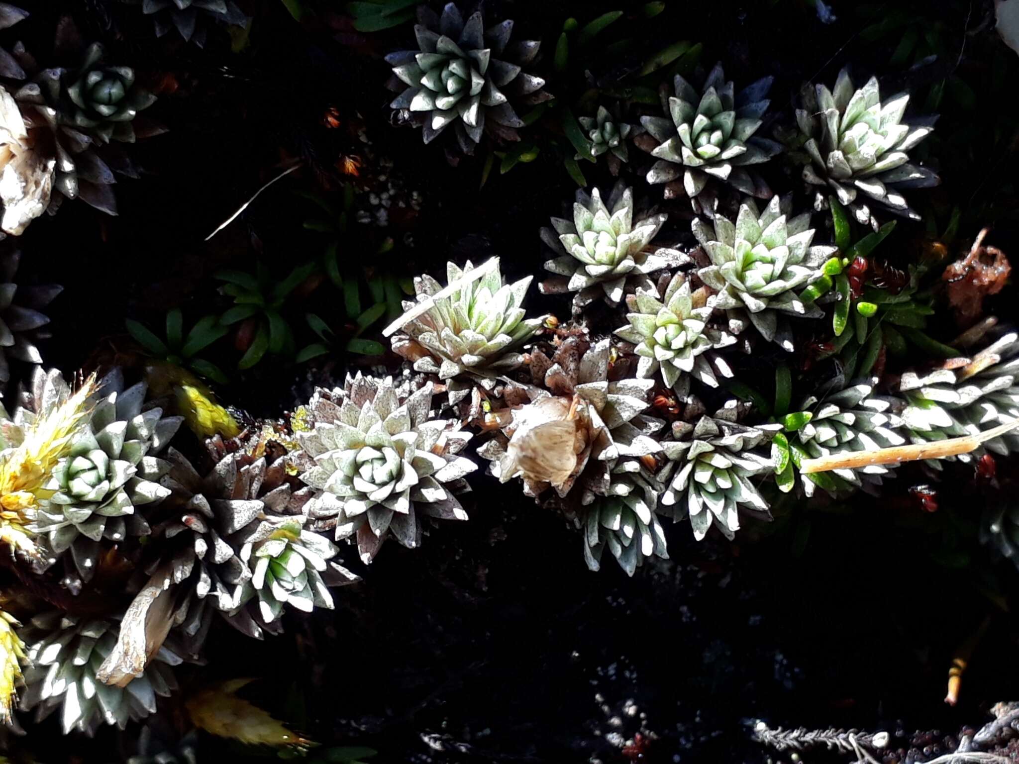 Plancia ëd Psychrophyton grandiflorum (Hook. fil.) Beauv.