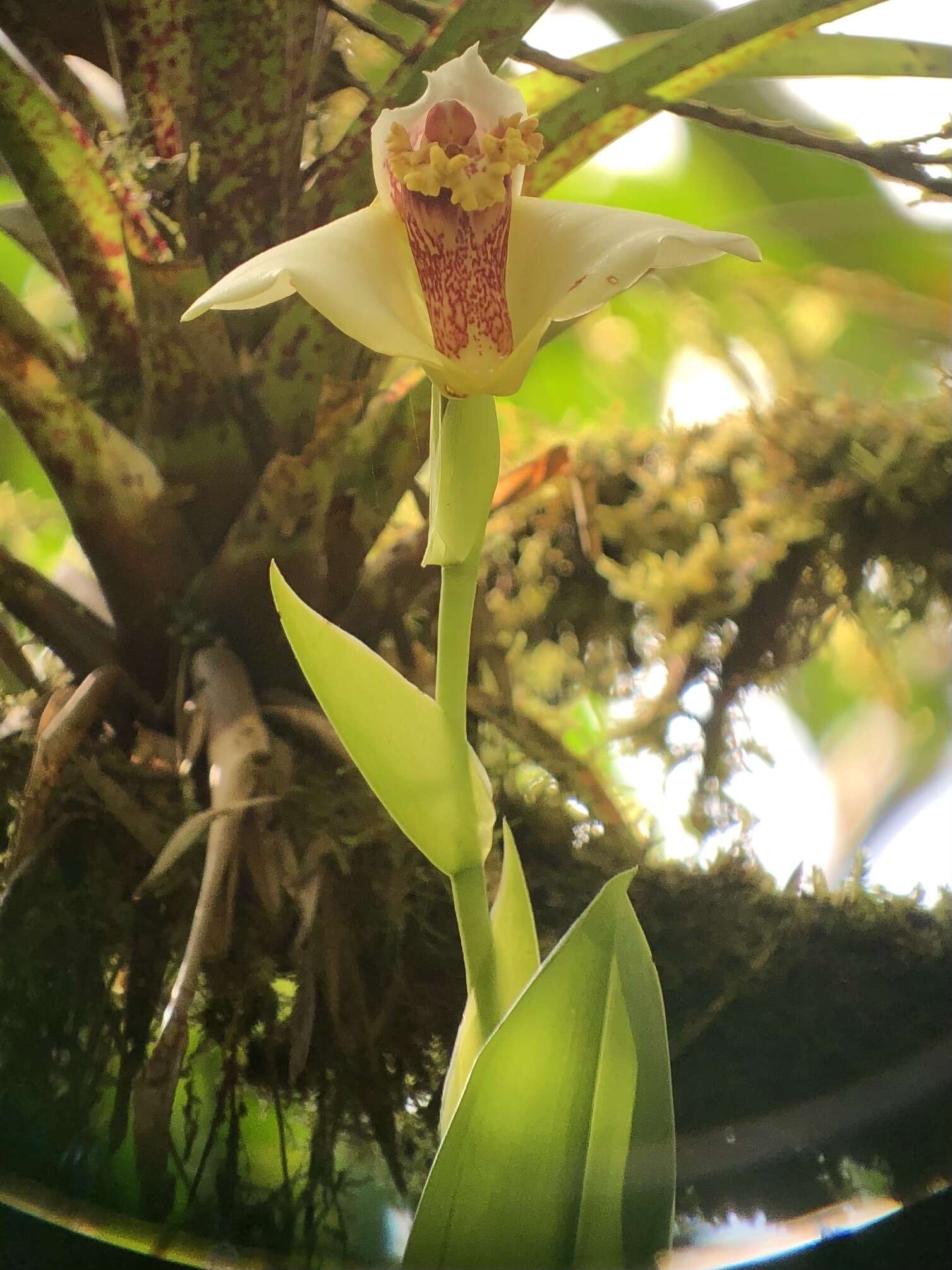 Image of Maxillaria fletcheriana Rolfe