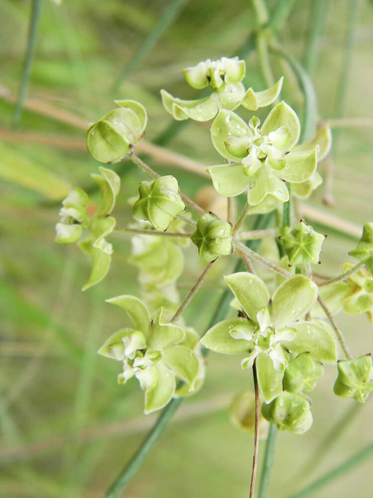 Image of Asclepias praemorsa Schltr.