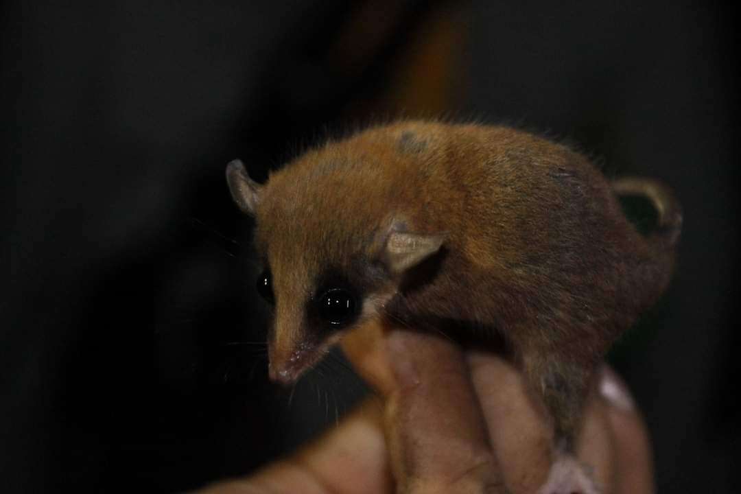Image of Mexican Mouse Opossum