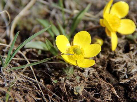 صورة Ranunculus glaberrimus var. ellipticus (Greene) Greene