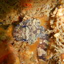 Image of Pleated toadfish