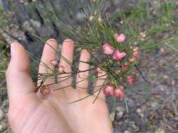 Image de Dodonaea filifolia Hook.