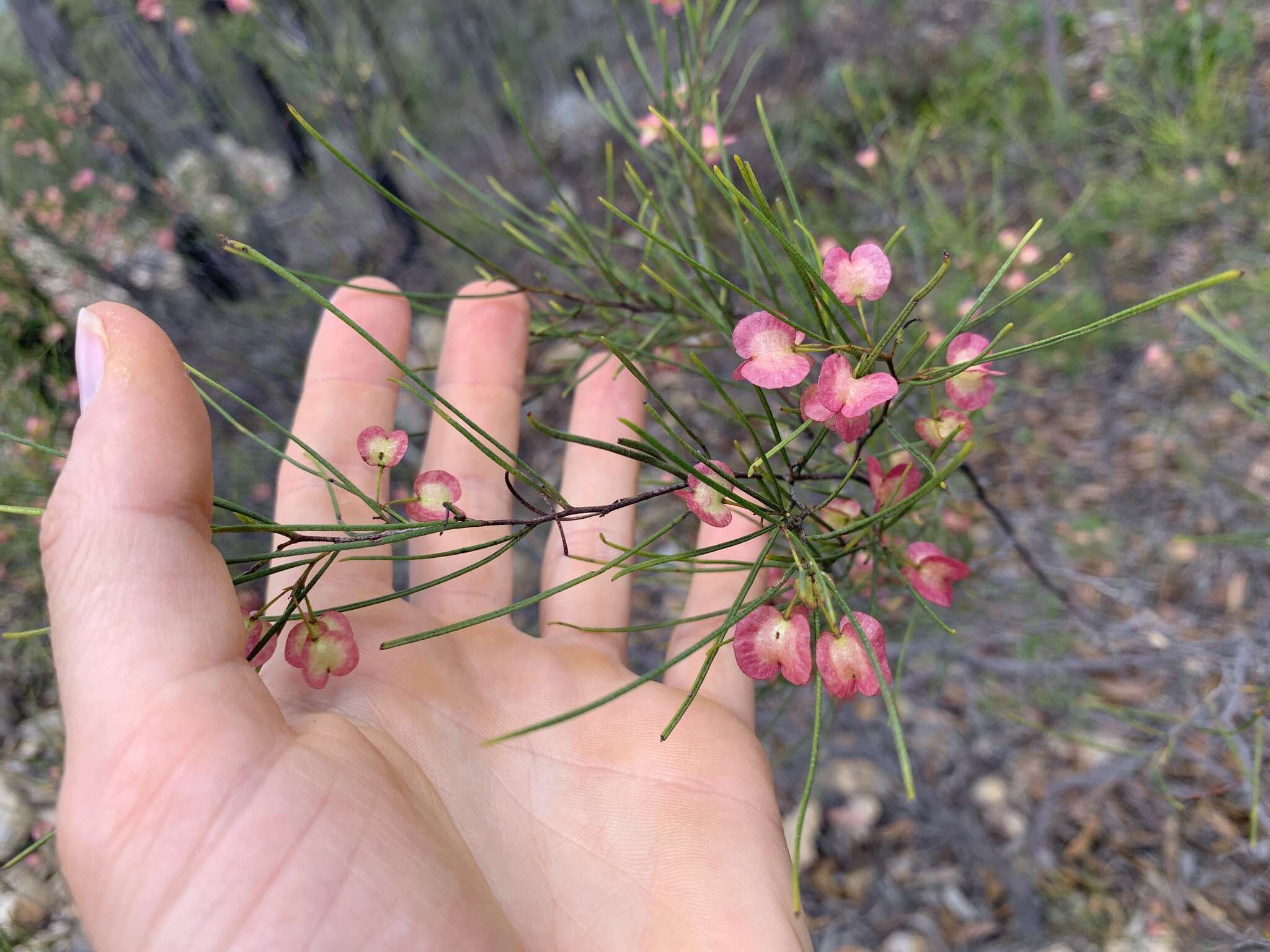 Image de Dodonaea filifolia Hook.