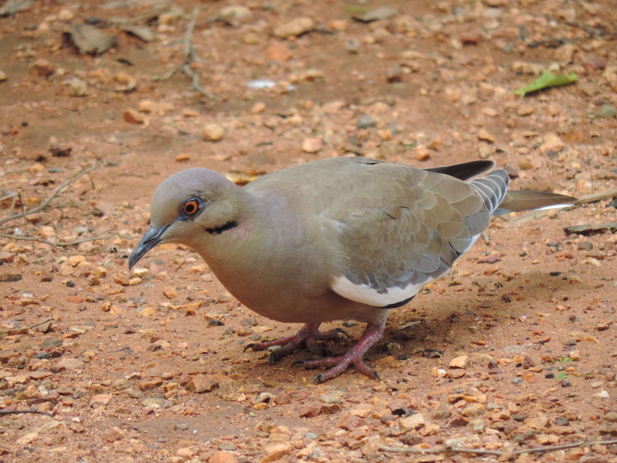 Image of White-winged Dove