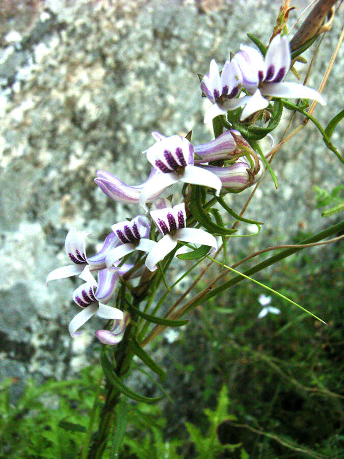 Image of Cyphia sylvatica Eckl. & Zeyh.