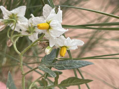 Image of wild potato