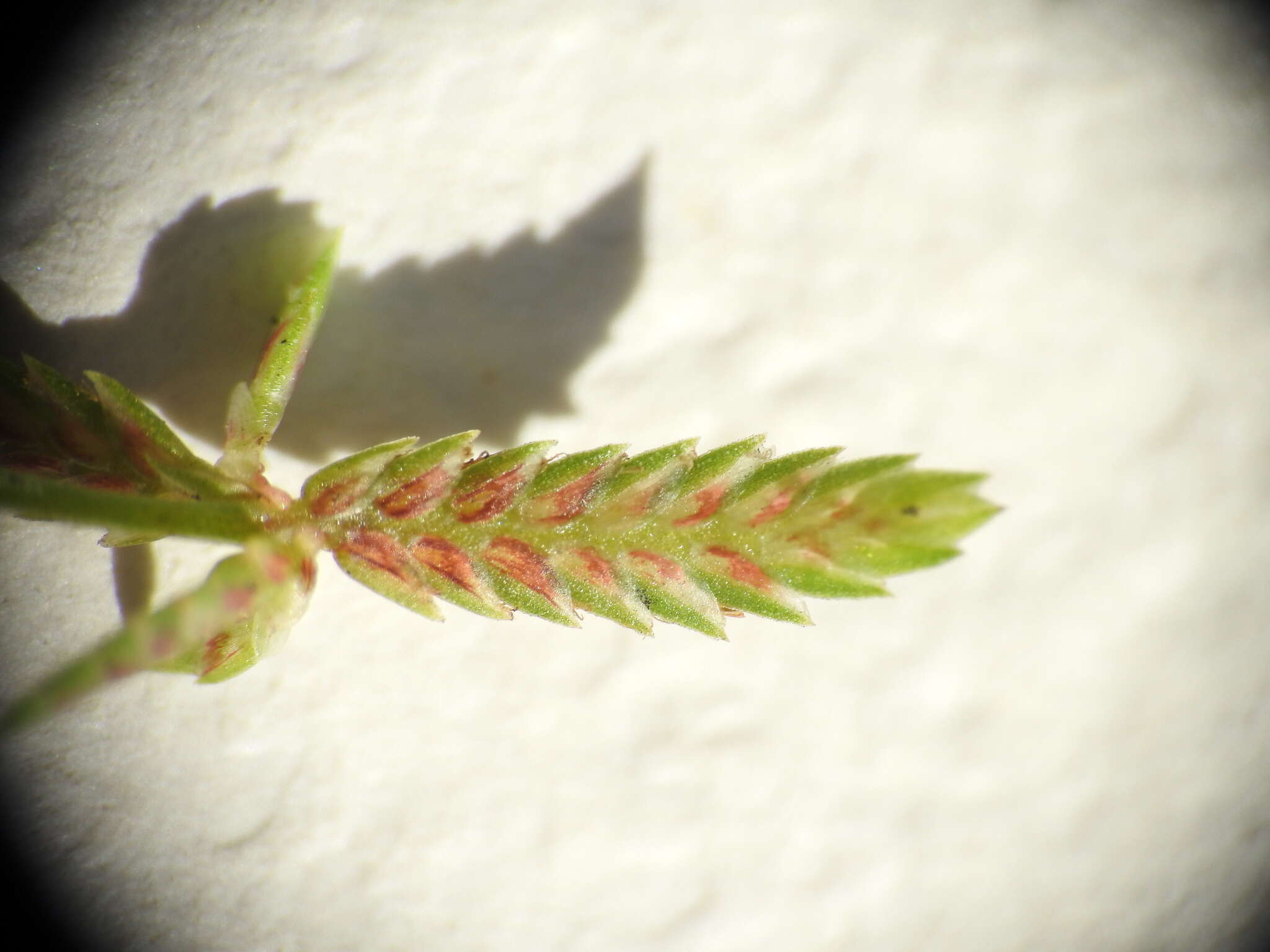 Image of Cyperus aquatilis R. Br.