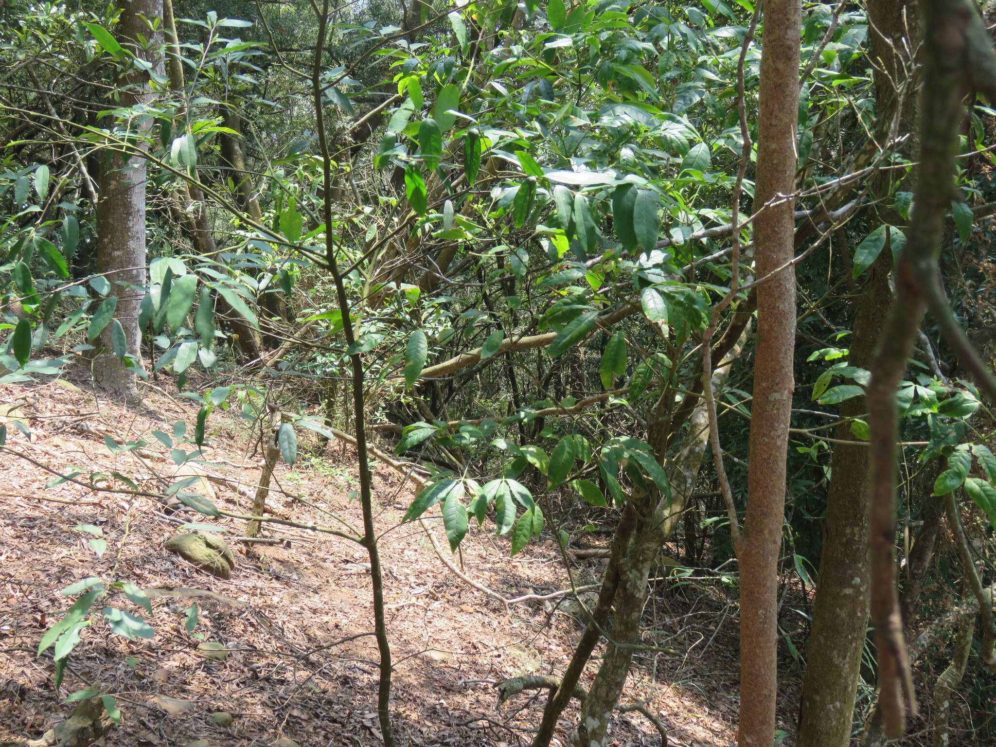 Image of Melicope pteleifolia (Champ. ex Benth.) T. G. Hartley