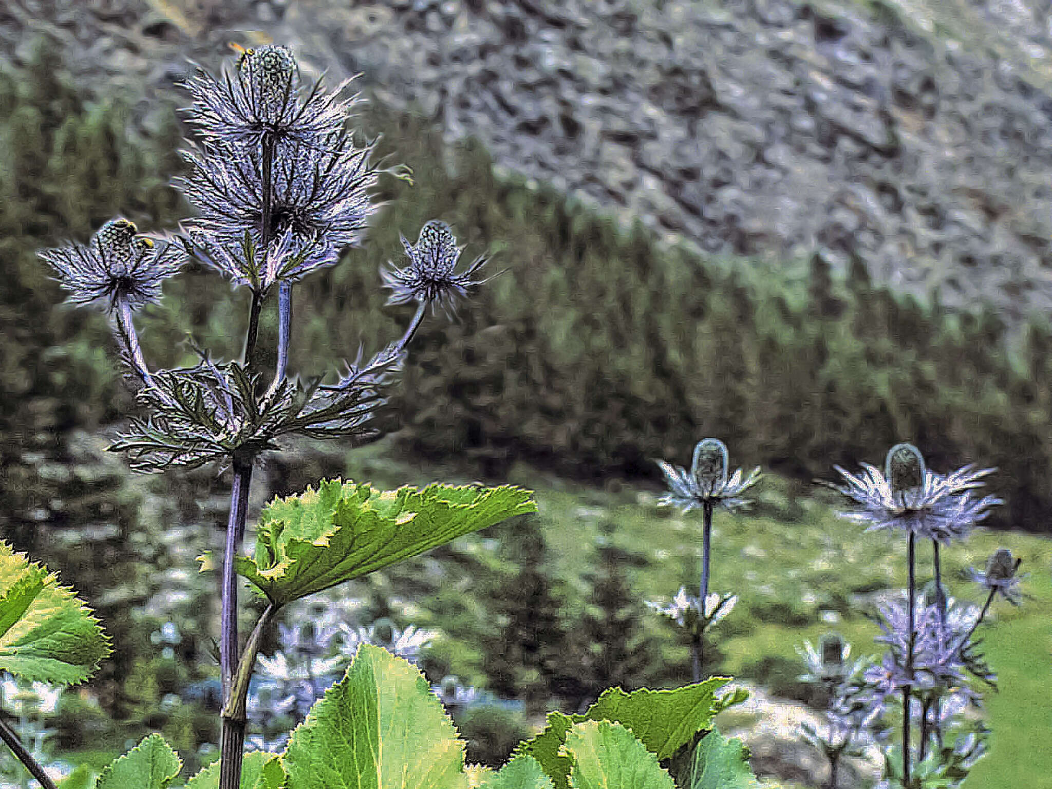 Imagem de Eryngium alpinum L.