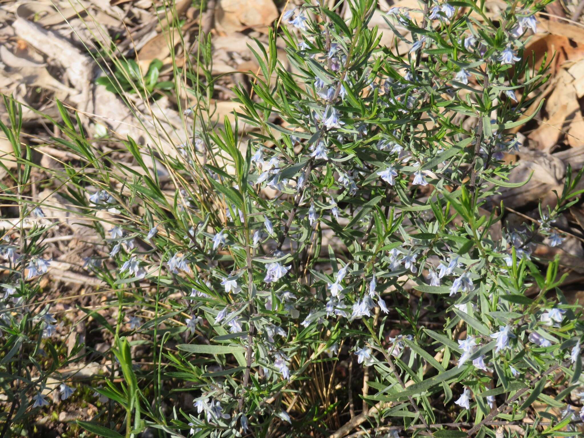 Image de Pigea floribunda (Lindl.) Lindl.