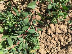 Polygonum arenastrum Boreau resmi