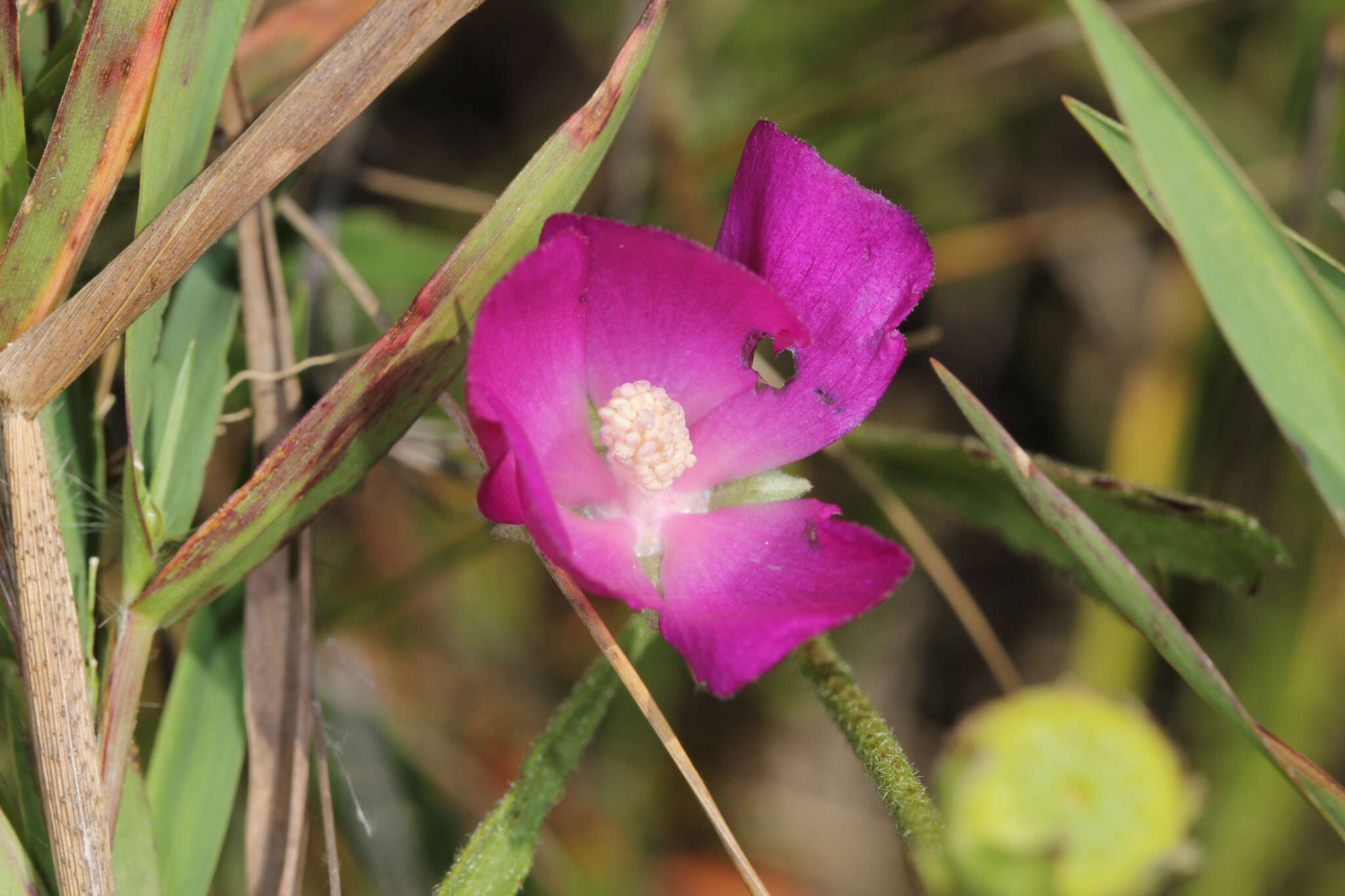 Callirhoe triangulata (Leavenw.) Gray resmi