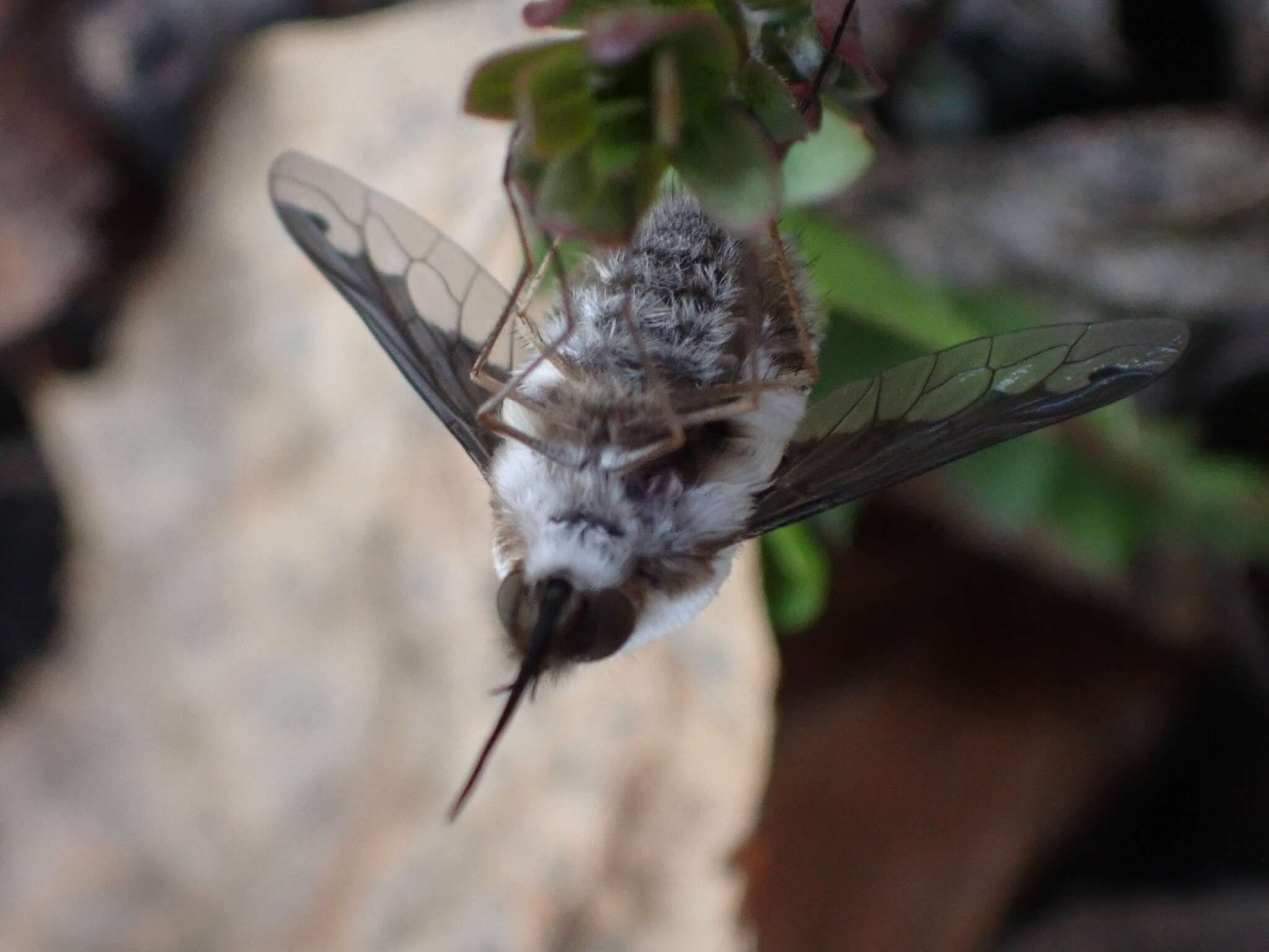 Image of Bombylius anthophilus Evenhius 1983