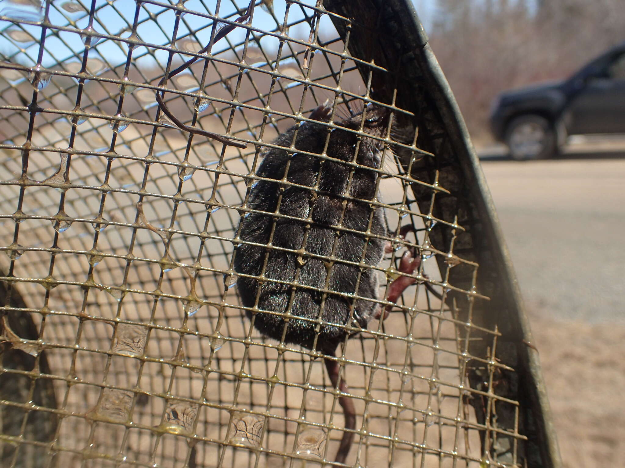 Image of American Water Shrew