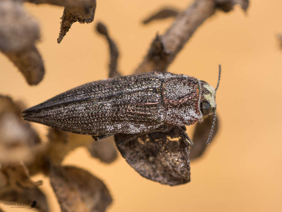 Image of Ectinogonia minor gutierrezi Cobos 1954