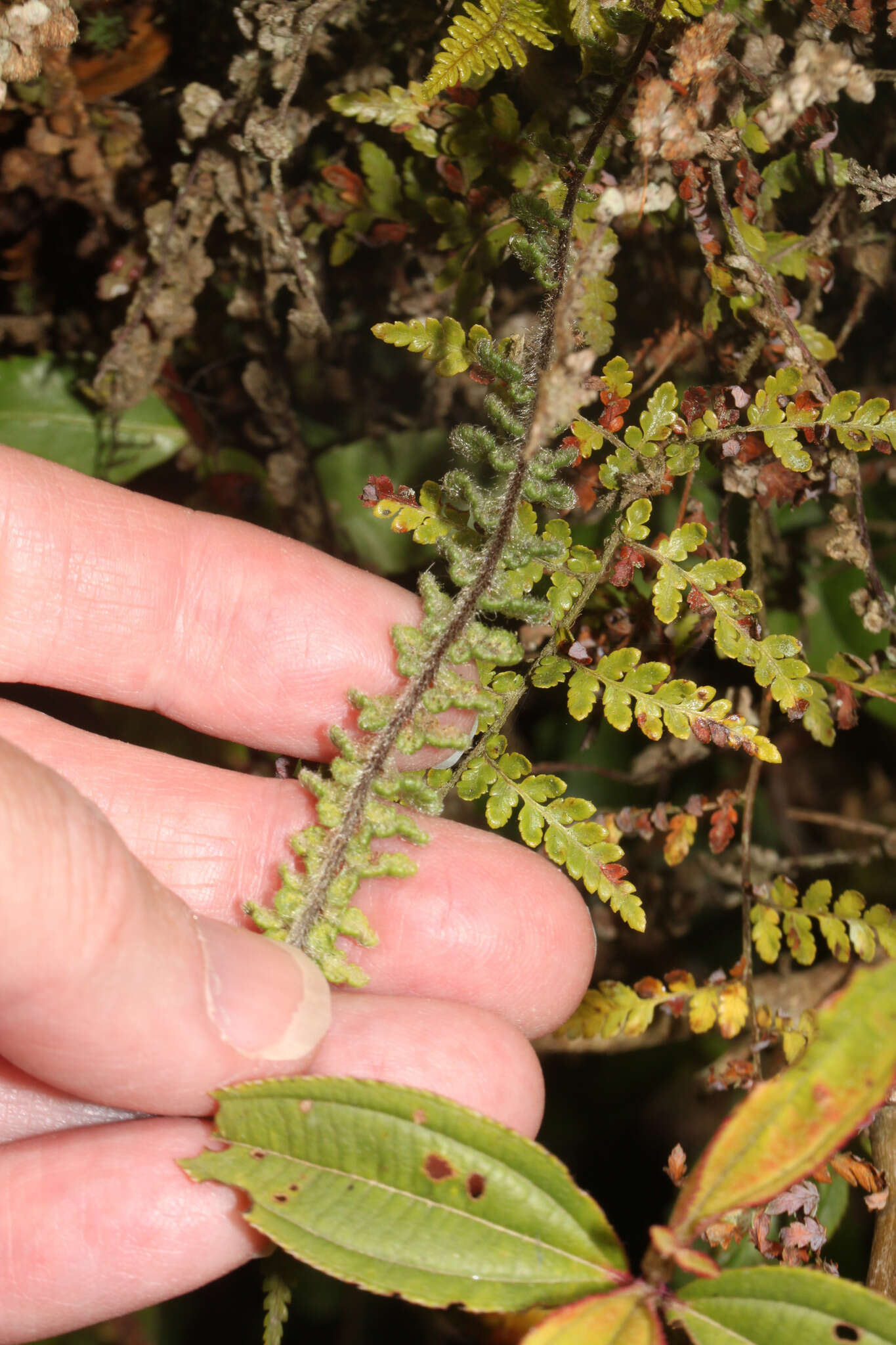 Sivun Jamesonia cheilanthoides (Sw.) Christenh. kuva