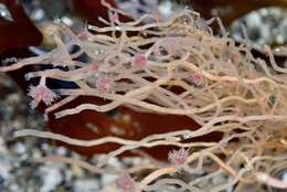 Image of pinkmouth hydroid