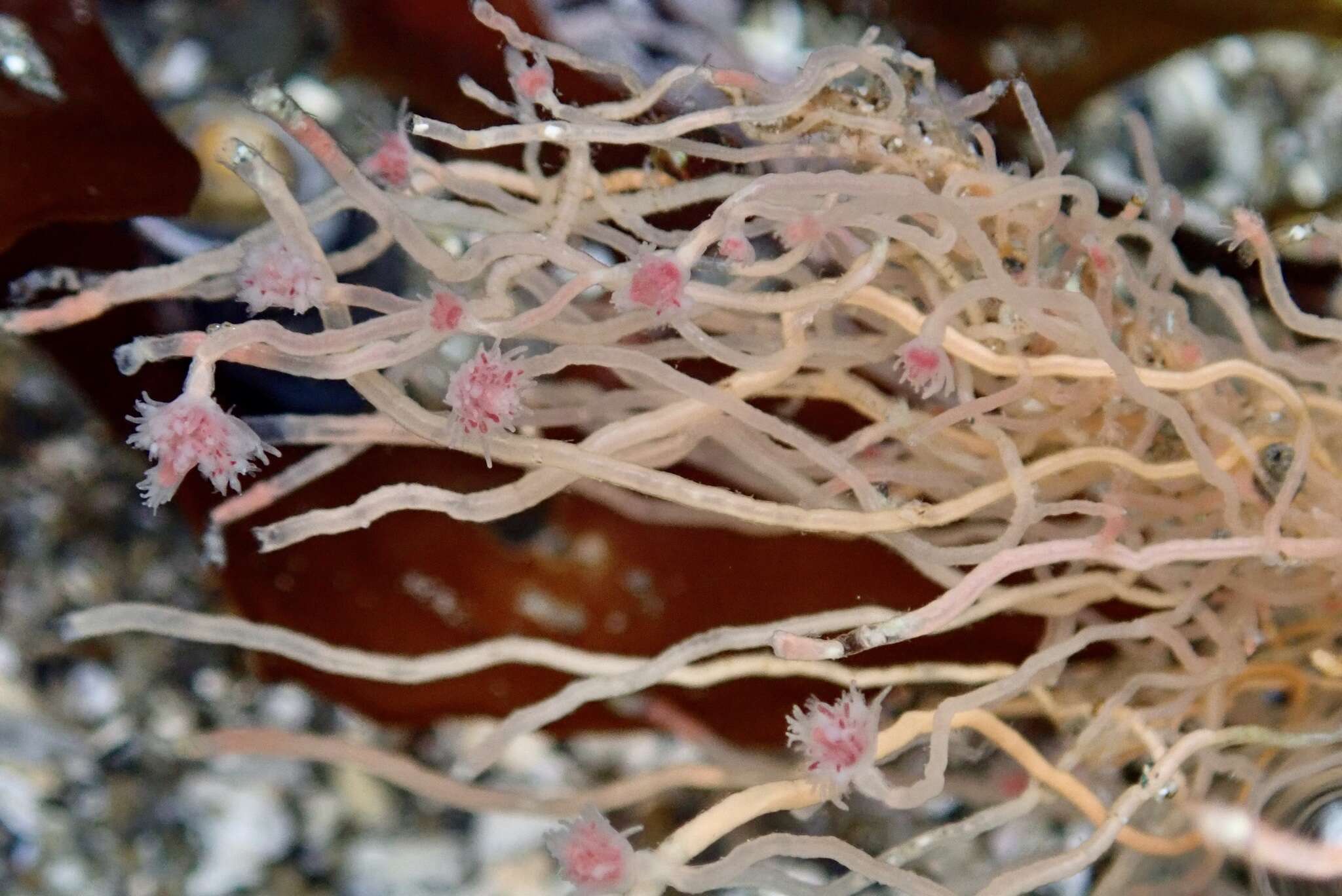 Image of pinkmouth hydroid