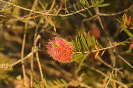 Sivun Callistemon wimmerensis Marriott & G. W. Carr kuva