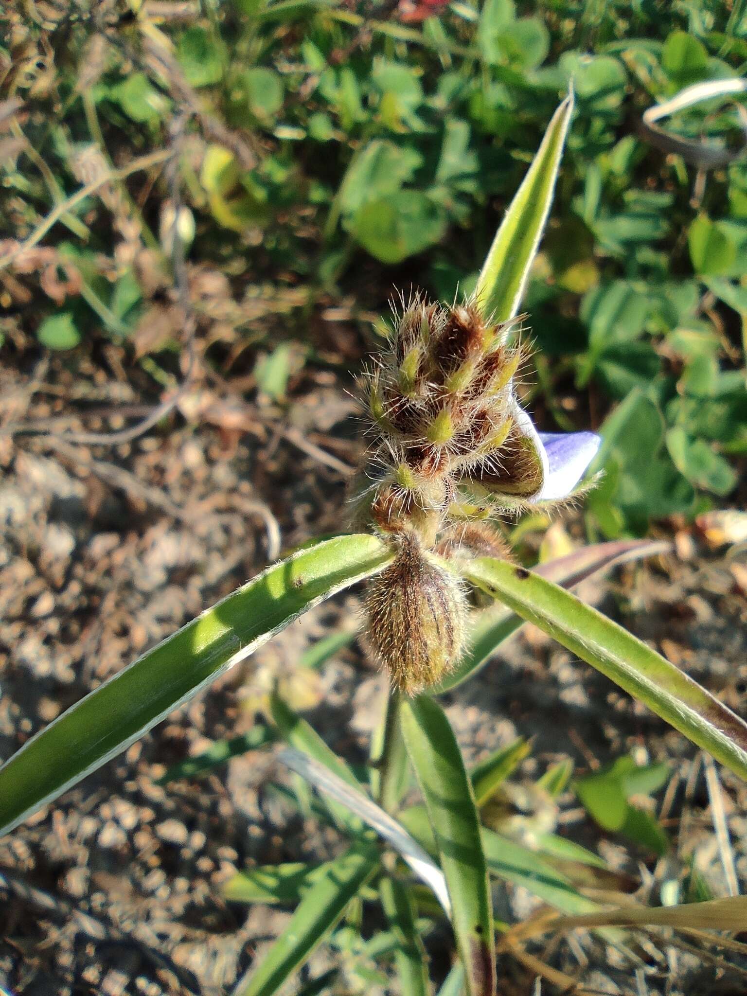 Image of Crotalaria sessiliflora L.