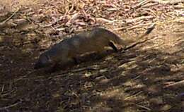 Image of Egyptian Mongoose