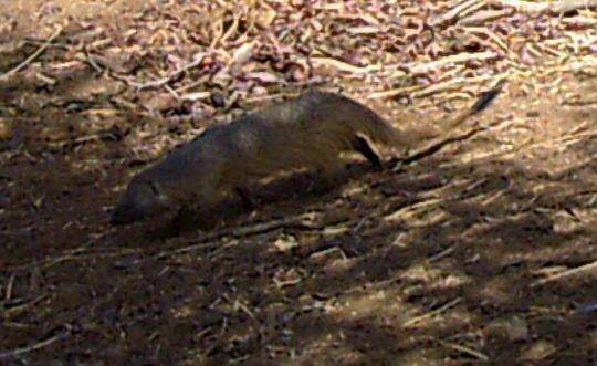 Image of Egyptian Mongoose