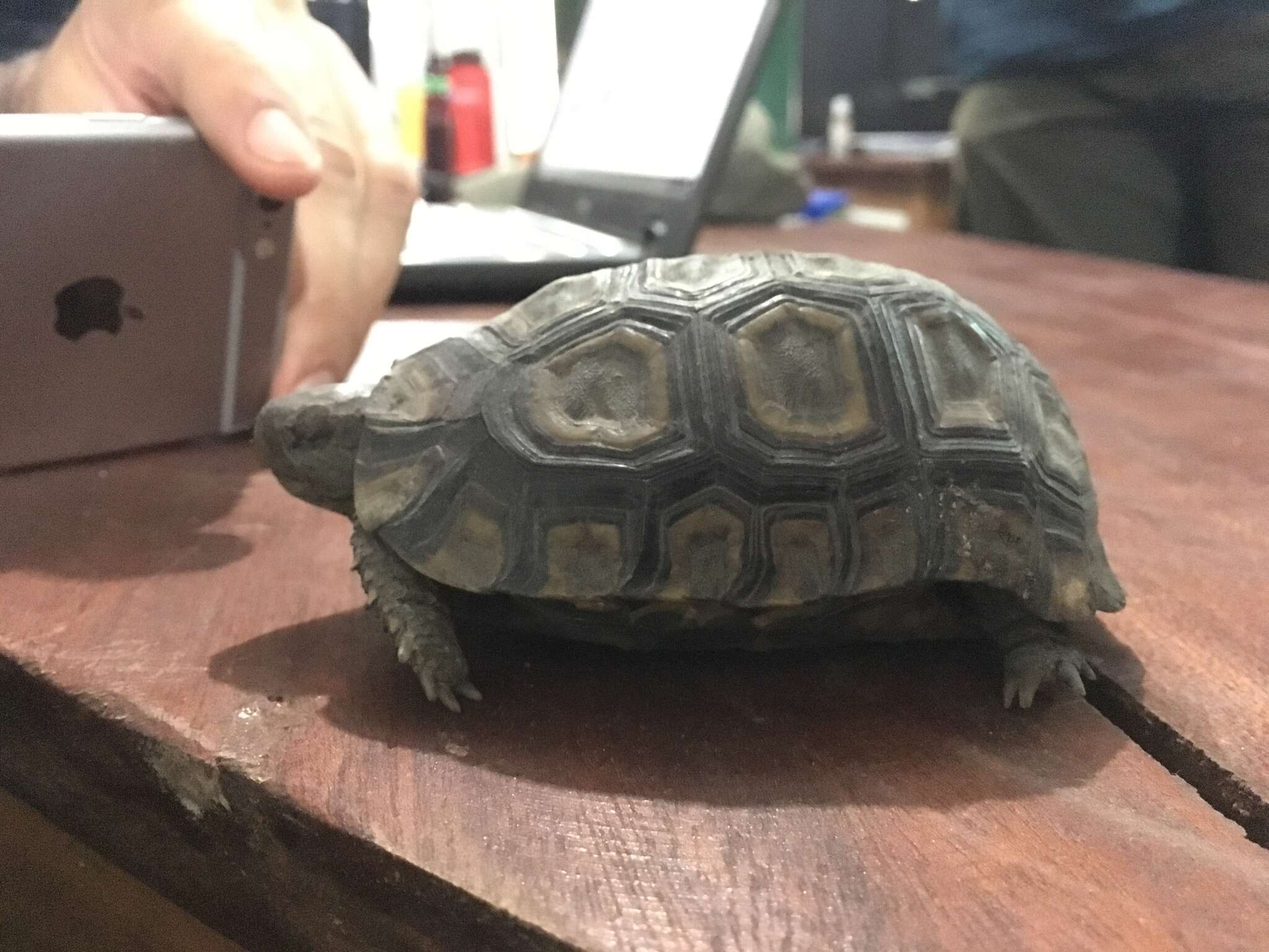 Image of Bell’s hinged tortoise