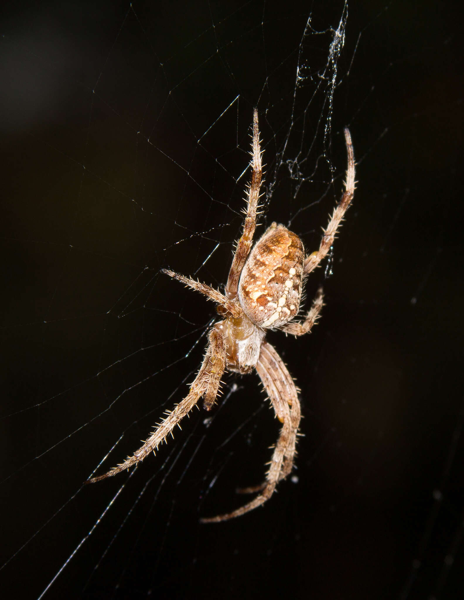 Image of Garden spider