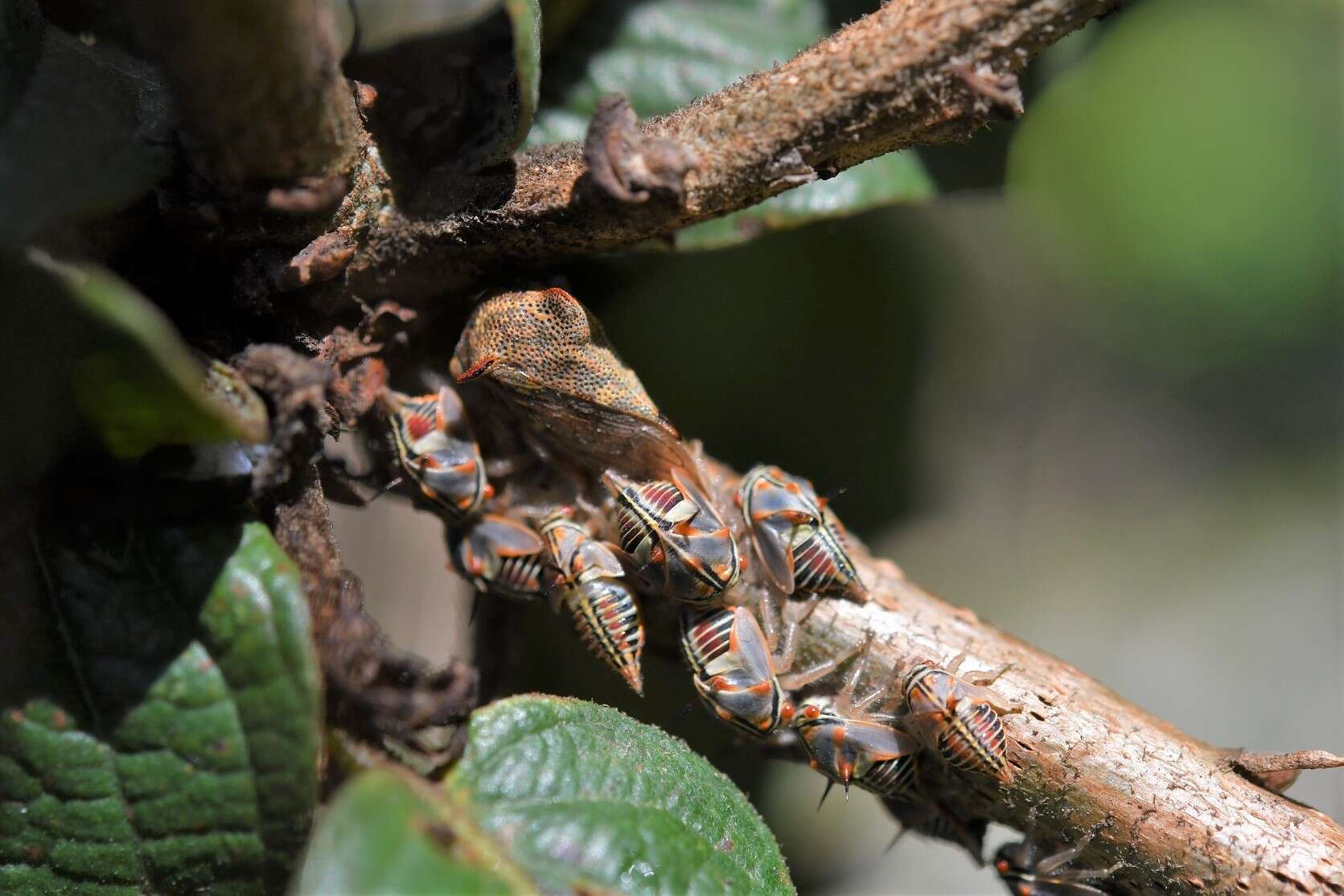 Imagem de Platycotis (Lophopelta) tuberculata Fairmaire 1846