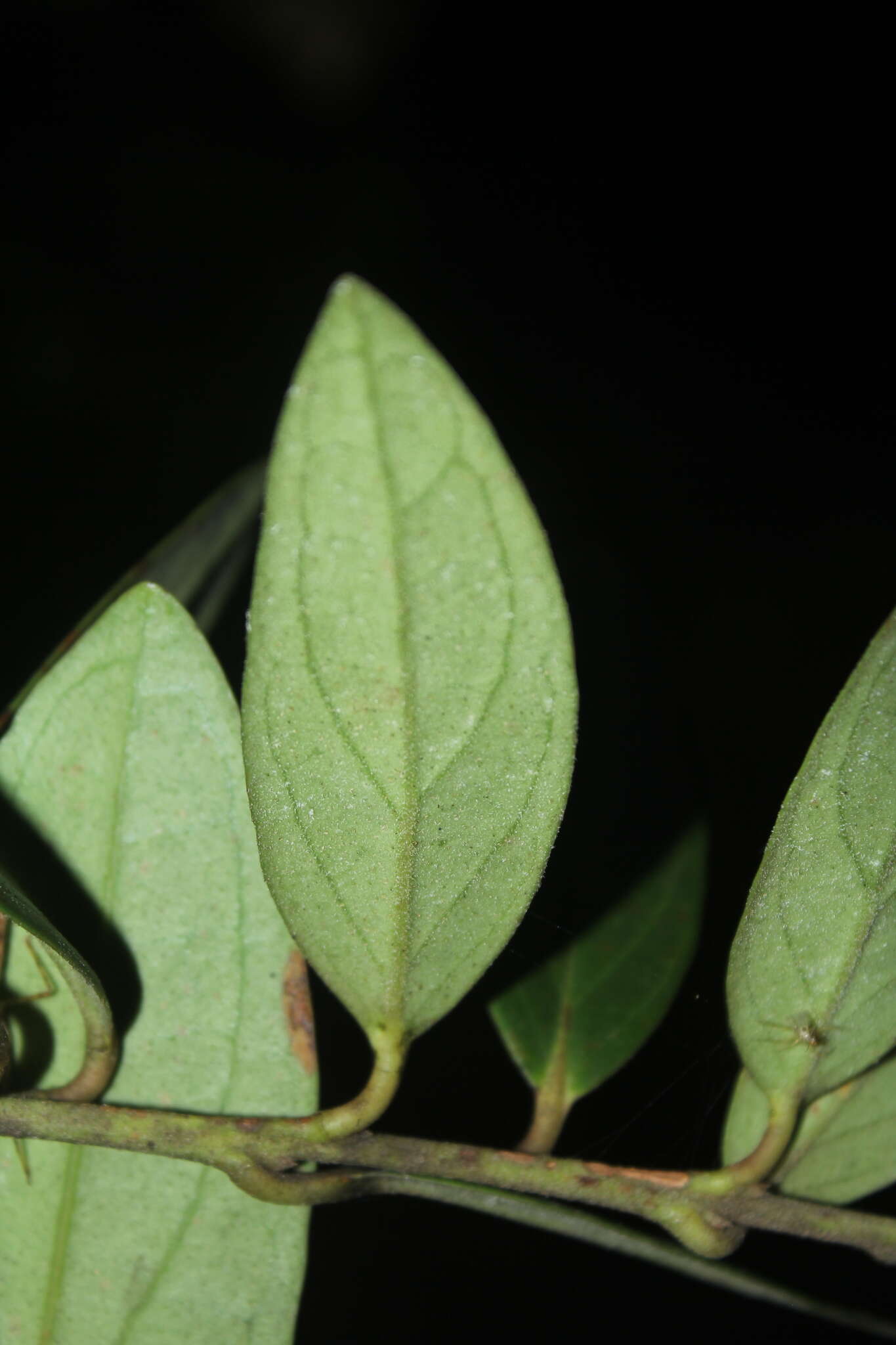 Imagem de Macleania rupestris (Kunth) A. C. Sm.