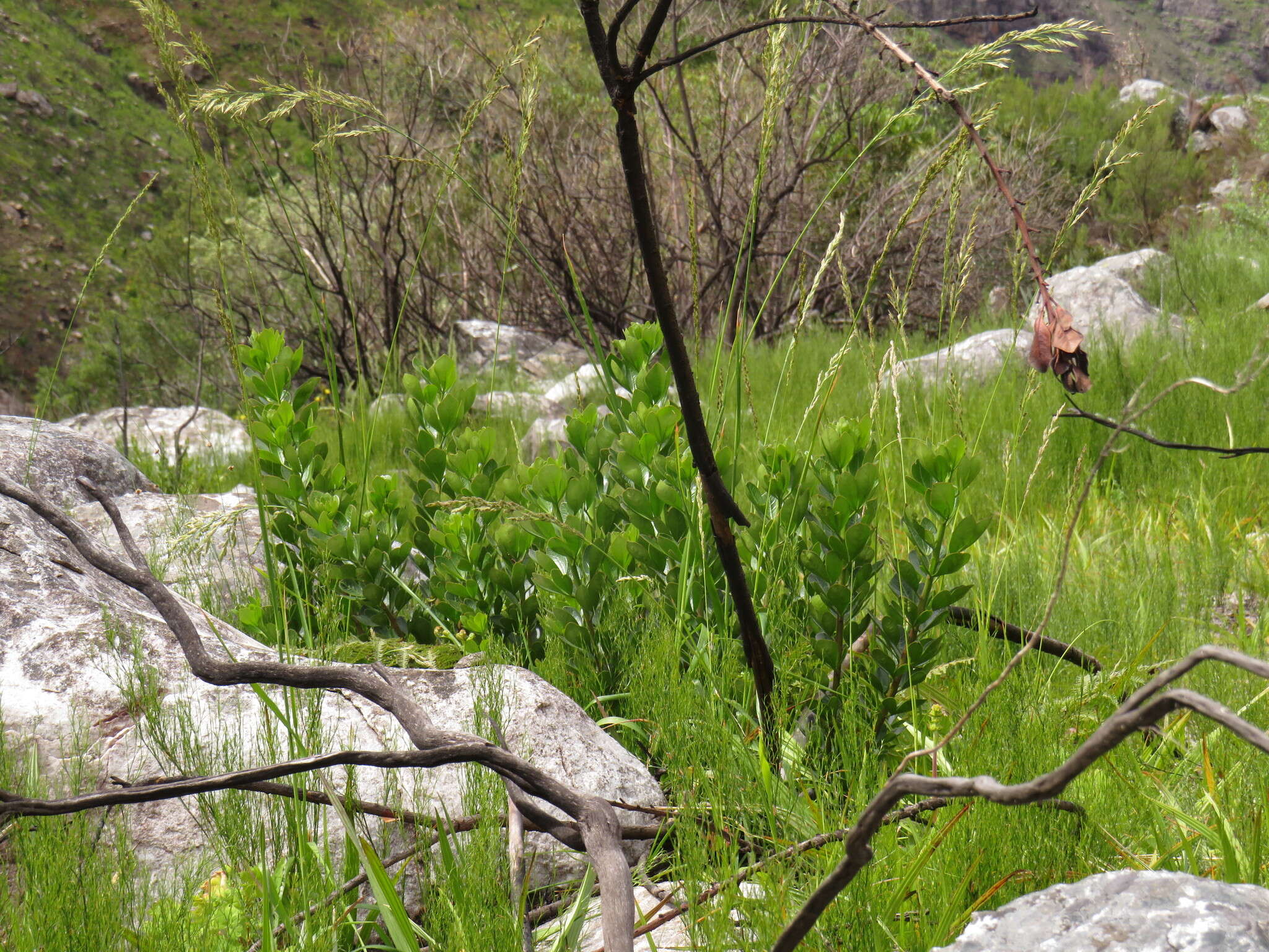 Image of <i>Searsia <i>scytophylla</i></i> var. scytophylla