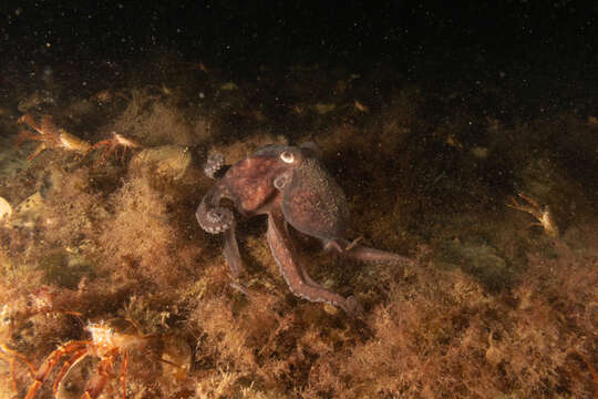 Слика од Enteroctopus megalocyathus (Gould 1852)