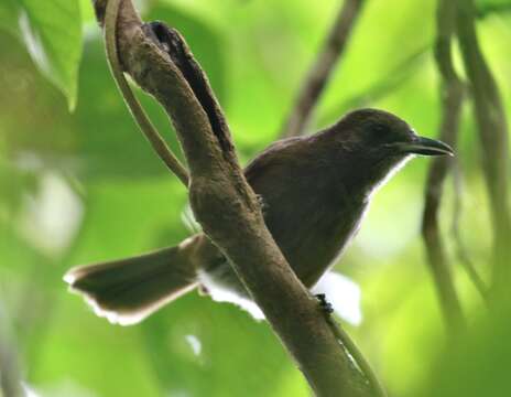 Image of Shrikebill