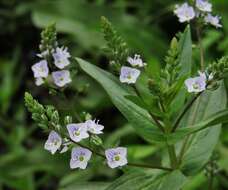 Image of Blue Water-speedwell