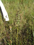 Image de Platanthera nivea (Nutt.) Luer