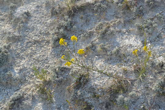 Image of Erysimum ucranicum J. Gay