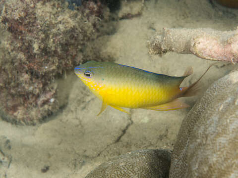 Image of Blueback damsel