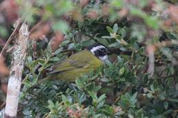 Image of Sooty-capped Bush Tanager