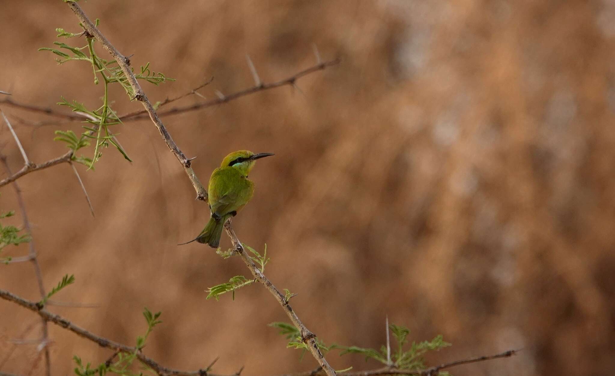 Image of African Green Bee-eater