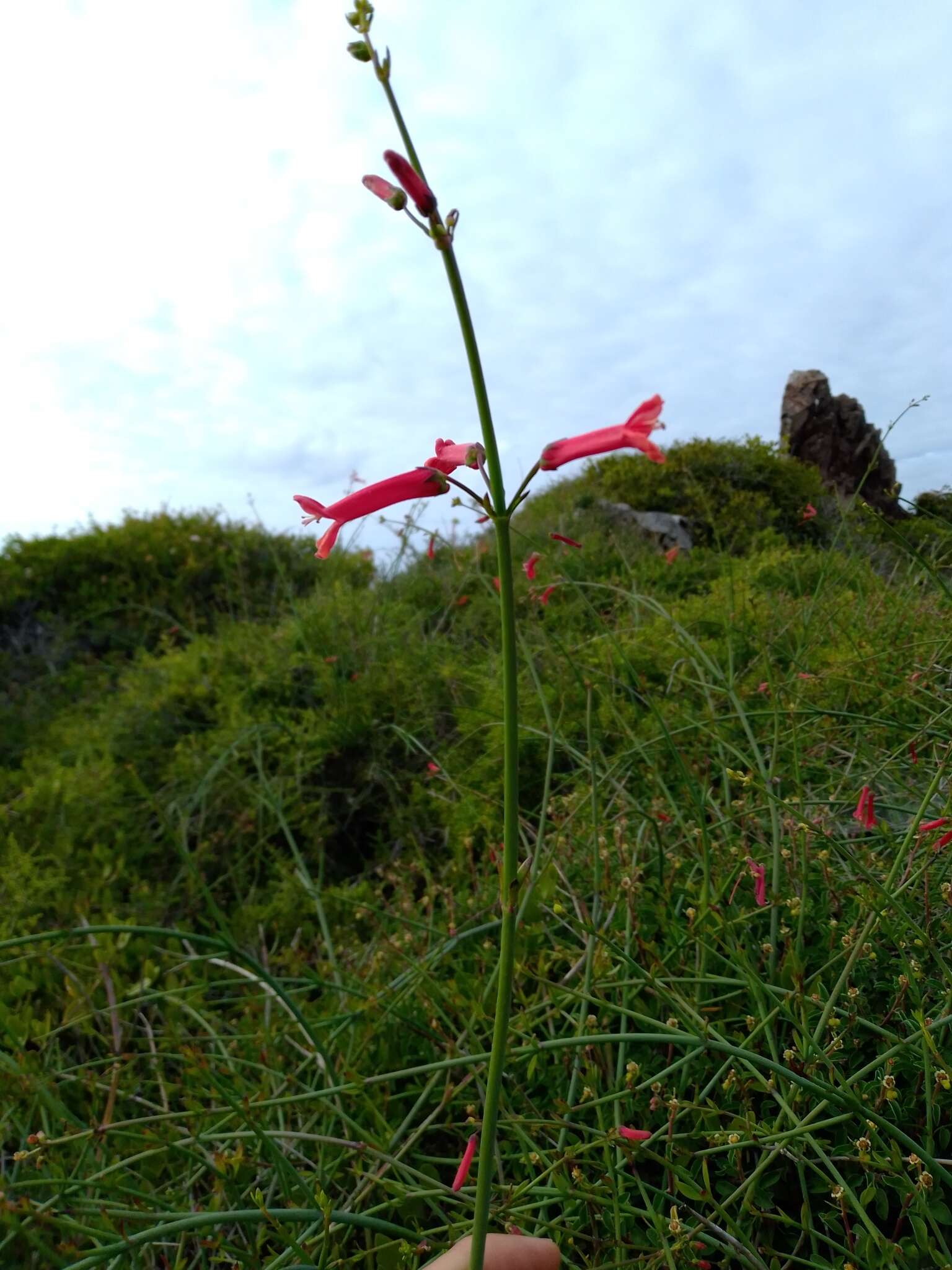 Image of Baja bush snapdragon