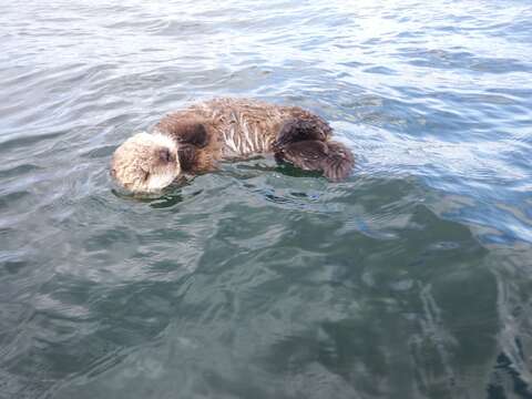 Image of Northern Sea Otter