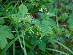 Image of Galium album subsp. album