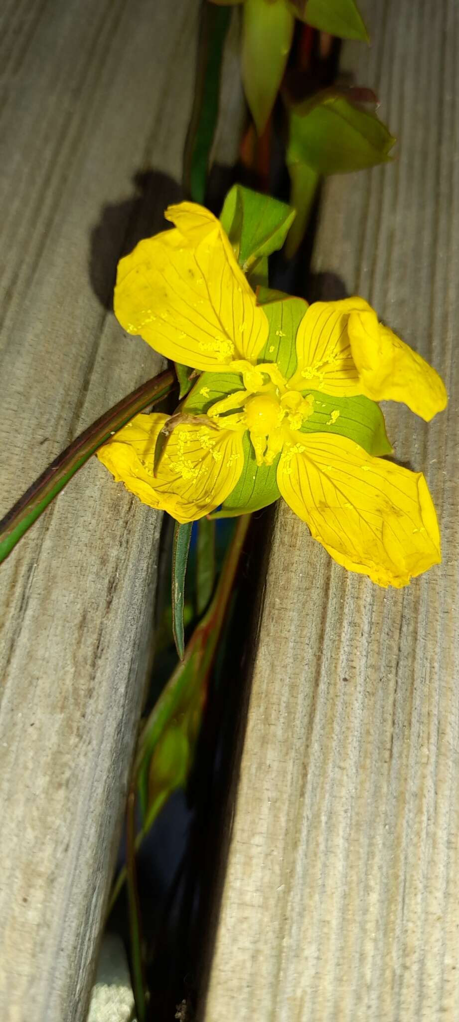 Image de Ludwigia longifolia (DC.) Hara